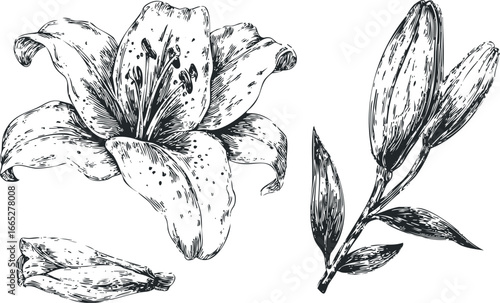Hand Drawn Sketch of Lily Flower Bloom and Unopened Buds