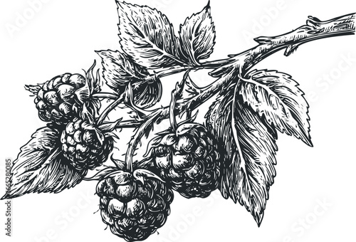 Monochromatic woodcut style drawing of a raspberry branch with ripe fruit and leaves