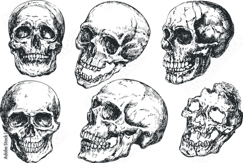 Collection of detailed hand-drawn human skulls in various angles and conditions