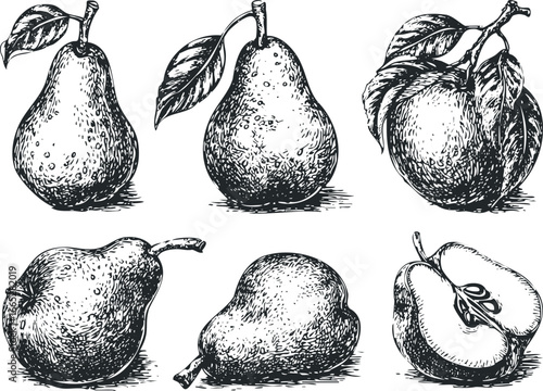 Sketch of Pears and Apple Half with Leaves