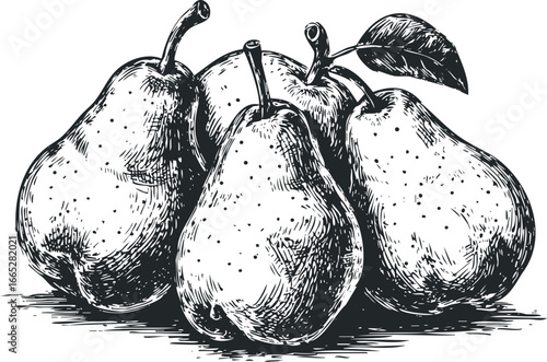 Group of Pears with Stem and Leaf in Sketch Style
