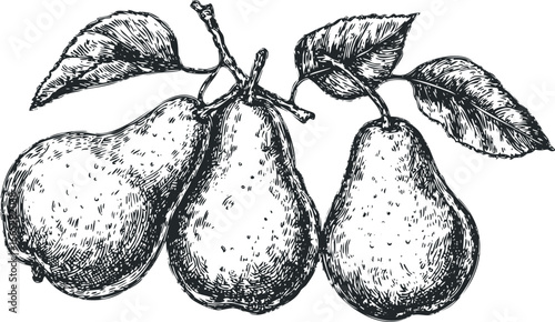 Three Pears with Leaves on a Branch