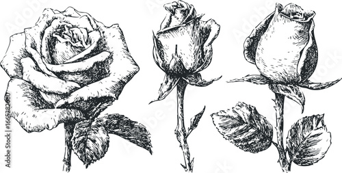 Sketch of Three Roses with Detailed Petals and Leaves on White Background