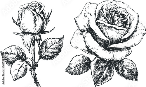 Two detailed black and white sketches of roses with leaves and thorns