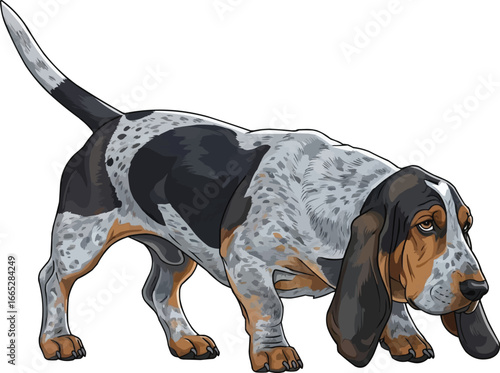 Basset Bleu de Gascogne dog sniffing side view vector illustration