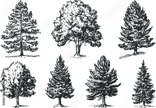 Set of diverse coniferous and deciduous trees in black and white sketch