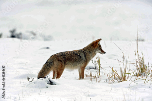 Fox looking for food