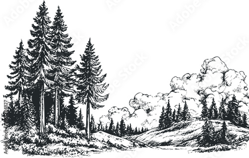 Ink sketch of a forest with coniferous trees and textured sky