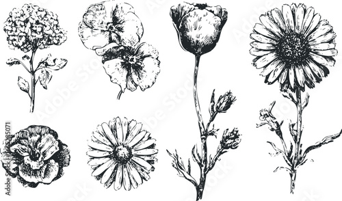 Collection of Hand-Drawn Botanical Flower Illustrations in Sketch Style