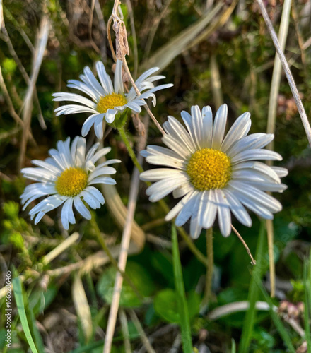 Alpenmaßlieb (Bellidiastrum michelii)