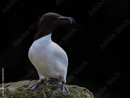 Razorbill Standing on Mossy Rock Against Black Background
