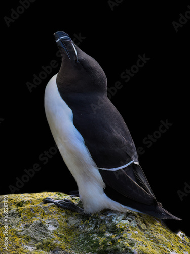 Razorbill Standing on Mossy Rock Against Black Background