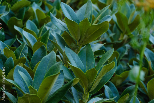 lovely green tea leaves