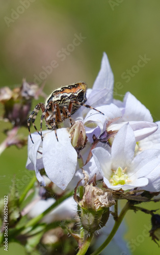 spider aculepeira ceropegia on a beautiful flower