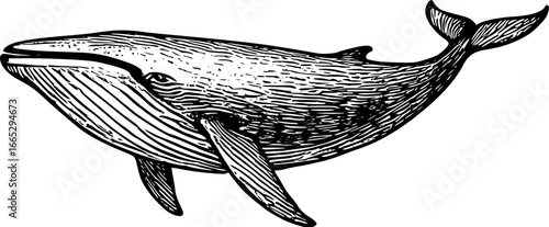 Hand-drawn sketch of Blue whale (Balaenoptera musculus), monochrome black ink, vector, isolated on white background