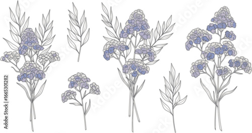 Set of limonium flowers. Hand drawn line leaves branches and blooming. Wedding elegant wildflowers for invitation save the date card. Vector trendy
