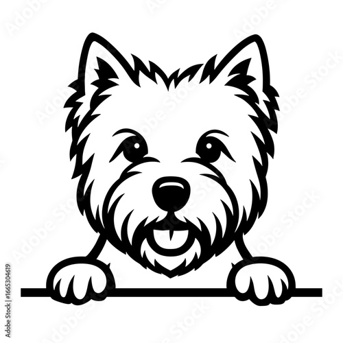 West Highland White Terrier Peeking