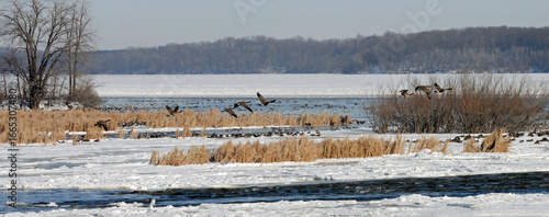 Flight of geese in wintertime 
