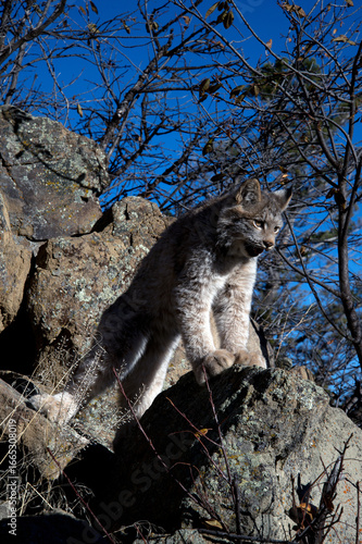 bobcat on rocks