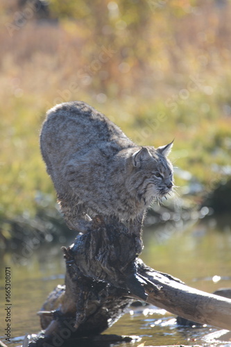 bobcat 