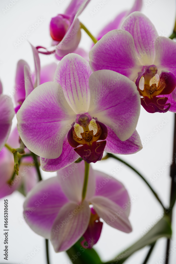 Elegant Purple Orchid Flowers in Bloom Elegant Purple Orchid Flowers in Bloom