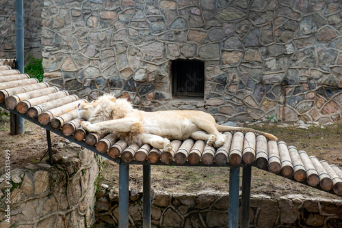 One adult lion lies in the zoo of Tashkent