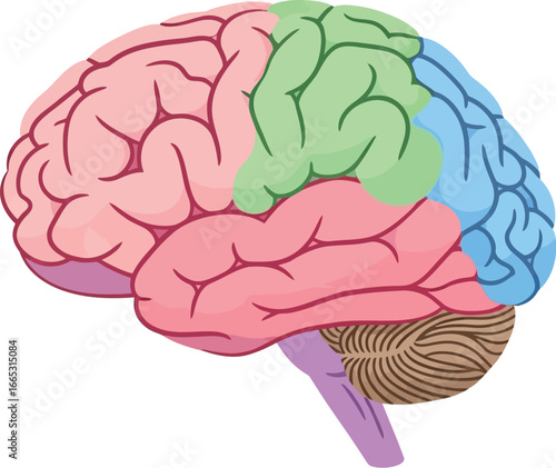Colorful illustration of the human brain with distinct lobes highlighted for educational purposes.