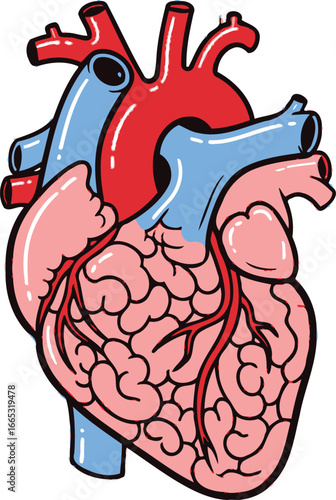 Detailed illustration of a human heart, showcasing its vital internal structures and major vessels.