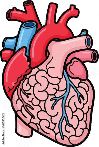 Stylized illustration of a human heart showcasing its complex vascular system and chambers.