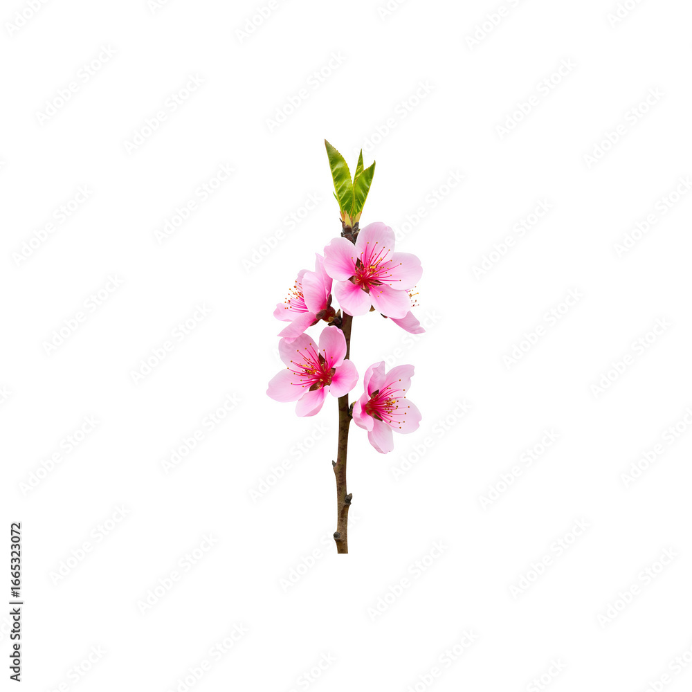 Beautiful Pink Cherry Blossom Flowers – Romantic Floal Photography for Botanical and Seasonal Projects Beautiful Pink Cherry Blossom Flowers – Romantic Floal Photography for Botanical and Seasonal Projects