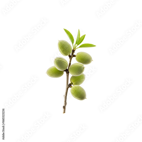 Wallpaper Mural Fresh Green Olive Branch with Fruit – Mediterranean lant Photography for Cooking and Botanical Use Torontodigital.ca