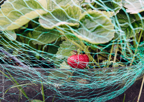 Canvas Print Detail view of a green protective mesh net used to keep birds from eating strawberries in a home garden during summer