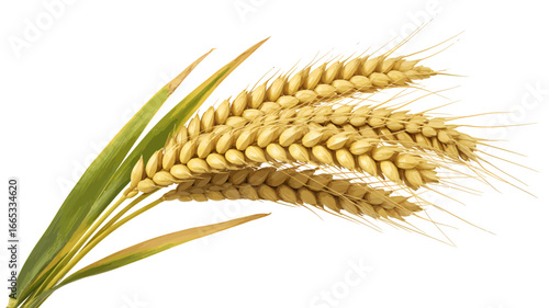 Golden Wheat Stalks Isolated on White Background Symbolizing Harvest and Abundance Agricultural Product Ready for Processing