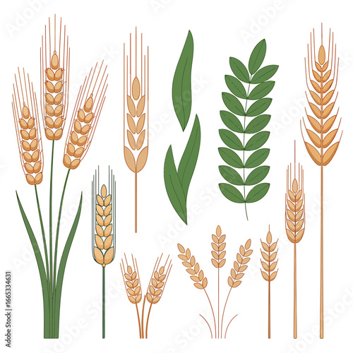 Collection of Various Wheat and Green Leaves Illustrative Vector Design Elements on White Background Agricultural Theme