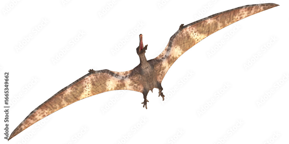 Fototapeta premium Realistic depiction of a flying pterosaur.