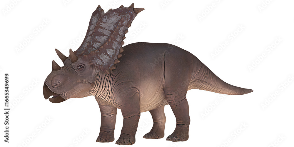 Fototapeta premium A brown Triceratops dinosaur figurine.