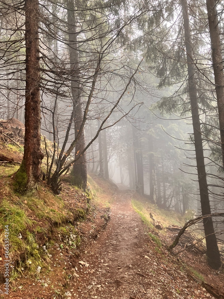Naklejka premium Bosco autunnale