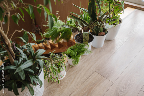 A lot of indoor plants stand on the floor near the staircase in the house. Beautiful plants in white pots green the apartments. Ficuses, ferns, sansiveria, schefflera and other houseplants.