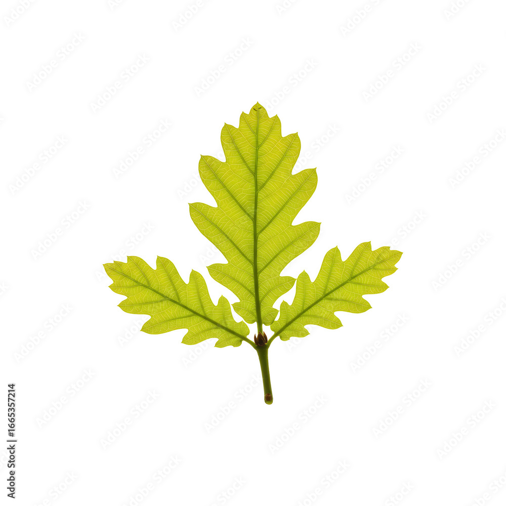 Fototapeta premium Green Oak Leaf Isolated on White Background – FreshNatural Leaf Close-up for Eco or Botany Concepts