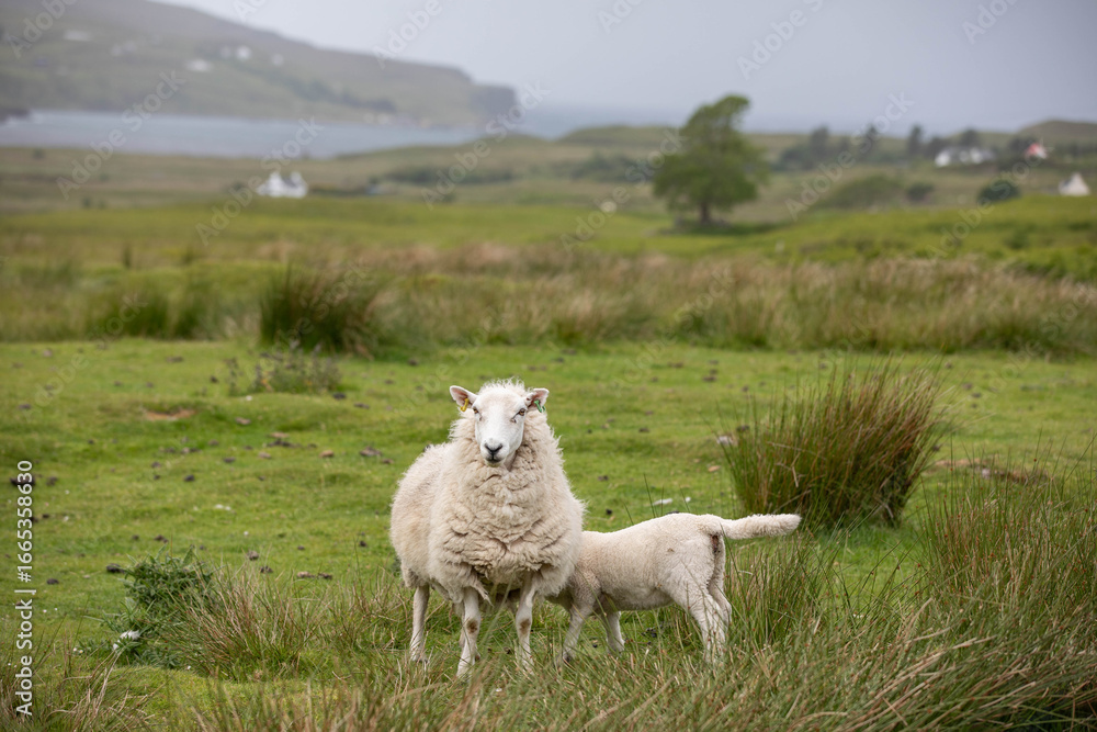 Fototapeta premium Schafe in Schottland, das Lamm trinkt bei seiner Mama, im Hintergrund die schöne grüne Landschaft Schottlands