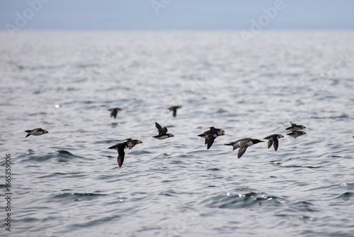 Papageientaucher fliegen knapp über dem Meer