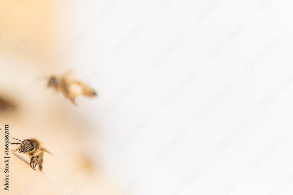 Obraz premium Flying honey bee isolated on white background for flyer or label