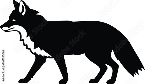 A black silhouette of a walking fox with white background Eps 10