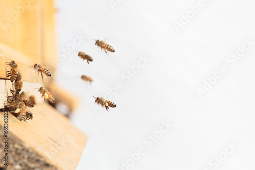 Flying honey bee isolated on white background for flyer or label