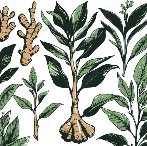 Ginger plant botanical vector set, hand drawn line art, bold and smooth strokes, roots and leaves used for culinary and medicinal purposes, minimalistic design 2