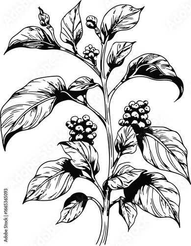 Hand drawn black pepper plant line art, bold brush strokes, leaves and peppercorn clusters, isolated on white background, vector illustration 2