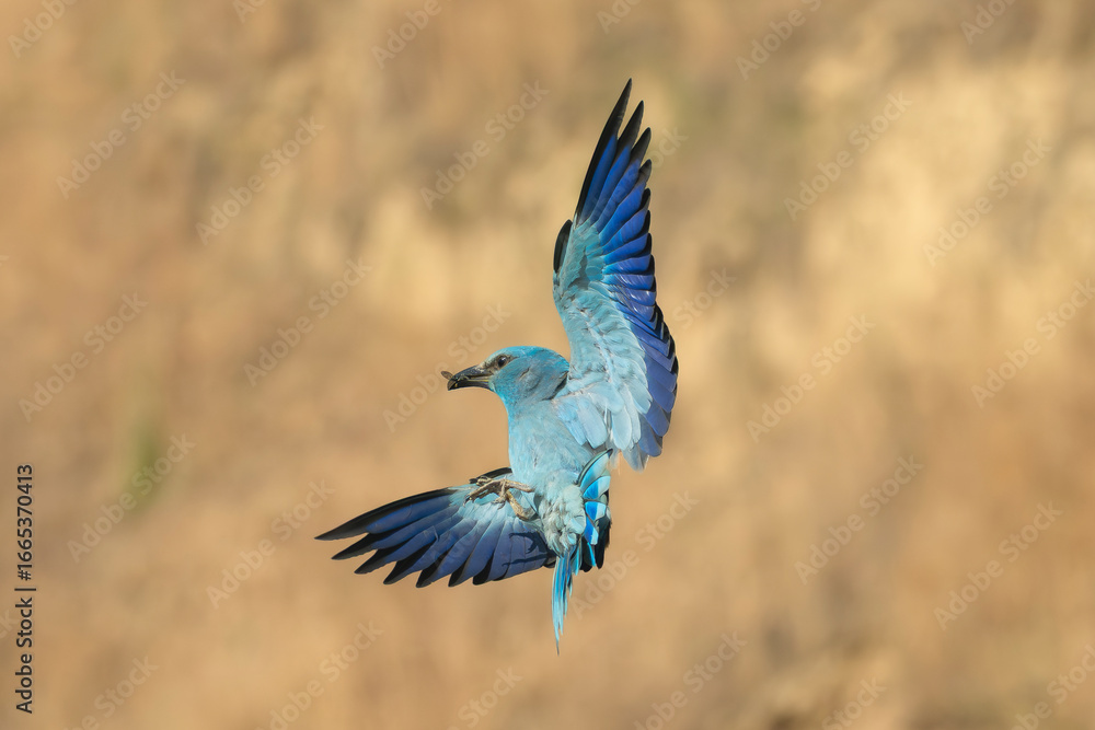 Obraz premium European roller - Coracias garrulus in mid-flight with wings fully spread, captured against a soft, blurred natural background. Photo from Dobrudja in Bulgaria.