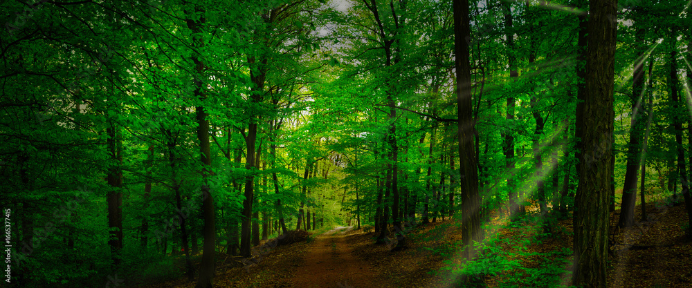 Fototapeta premium Broad leaf trees forest at spring daylight