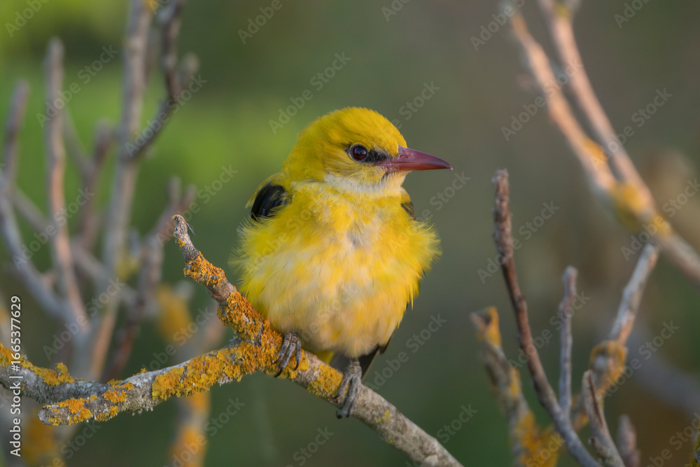 Fototapeta premium Eurasian golden oriole, common golden oriole - Oriolus oriolus perched gracefully on a tree branch against a dark blurred background. Photo from Dobrudja in Bulgaria.