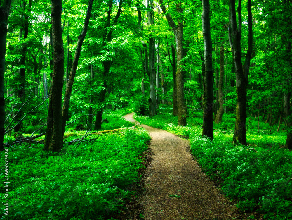 Fototapeta premium Broad leaf trees primeval forest at spring daylight